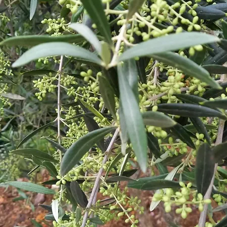 Bell-tenten Quinta Pomar Do Pontido ラグジュアリーテント