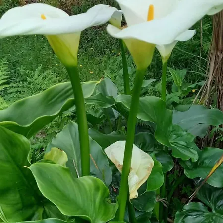 豪华帐篷 Bell-tenten Quinta Pomar Do Pontido *