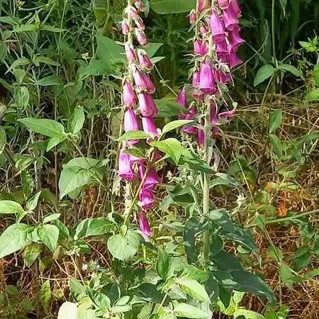 Bell-tenten Quinta Pomar Do Pontido *