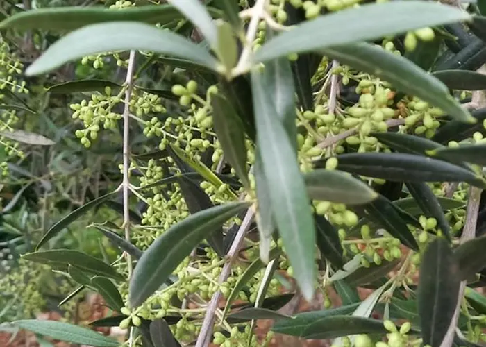 Bell-tenten Quinta Pomar Do Pontido אוהל מפואר
