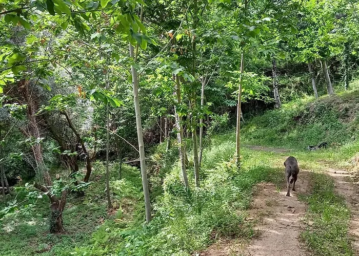 Bell-tenten Quinta Pomar Do Pontido Campismo de Luxo
