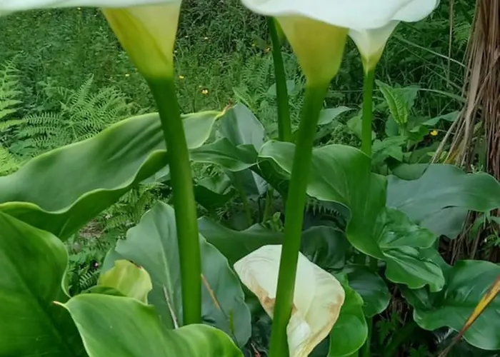 Campismo de Luxo Bell-tenten Quinta Pomar Do Pontido *