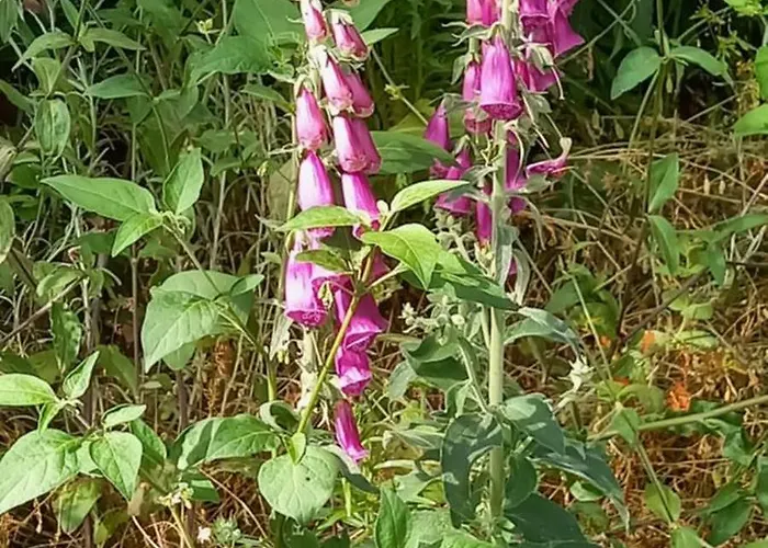 Bell-tenten Quinta Pomar Do Pontido *